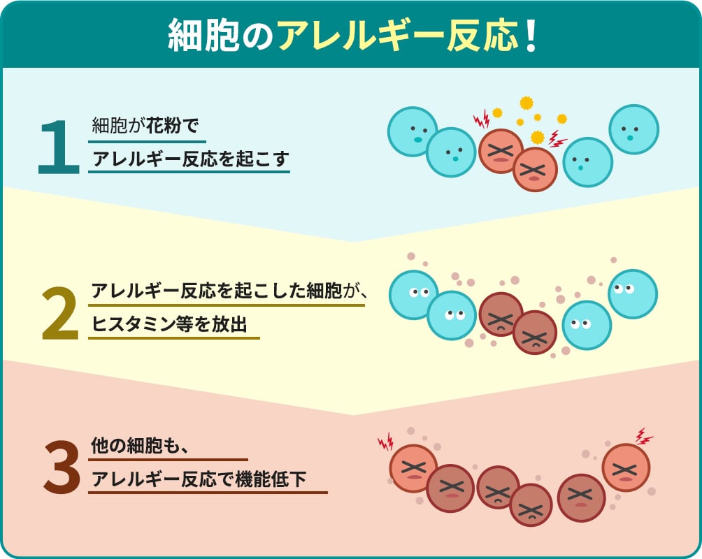 細胞の老化の図解。１：細胞が花粉で炎症。２；炎症細胞になり、ヒスタイン等を放出。３：他の細胞をさらに炎症させ炎症細胞へ
