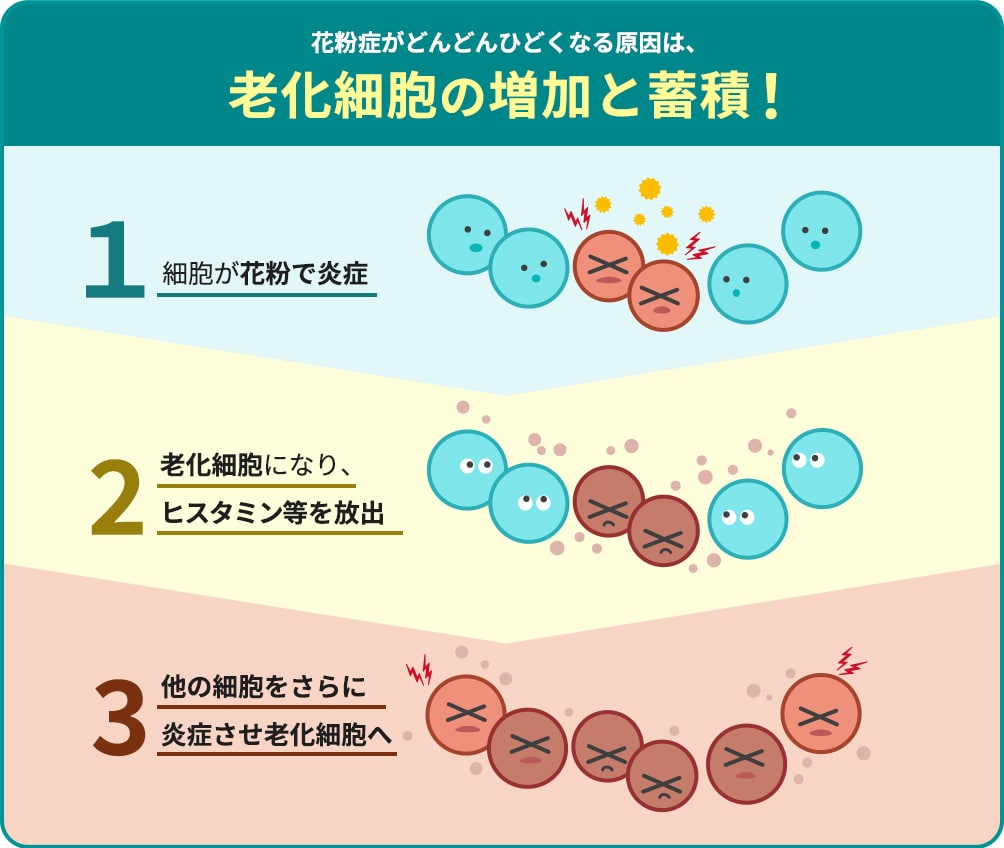 老化細胞の増加と蓄積の図解。１：細胞が花粉で炎症。２；老化細胞になり、ヒスタイン等を放出。３：他の細胞をさらに炎症させ老化細胞へ